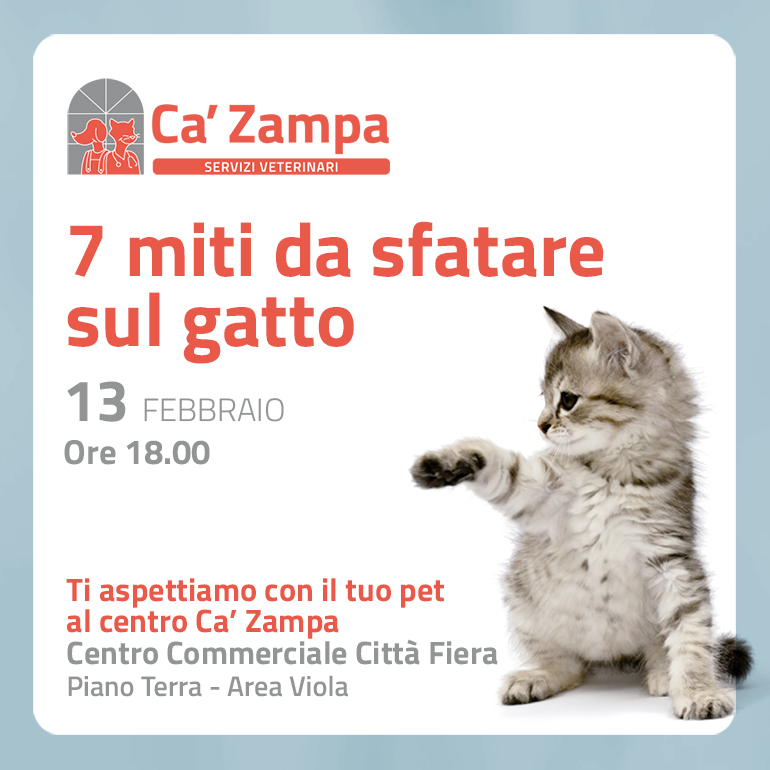 7 miti da sfatare sul gatto